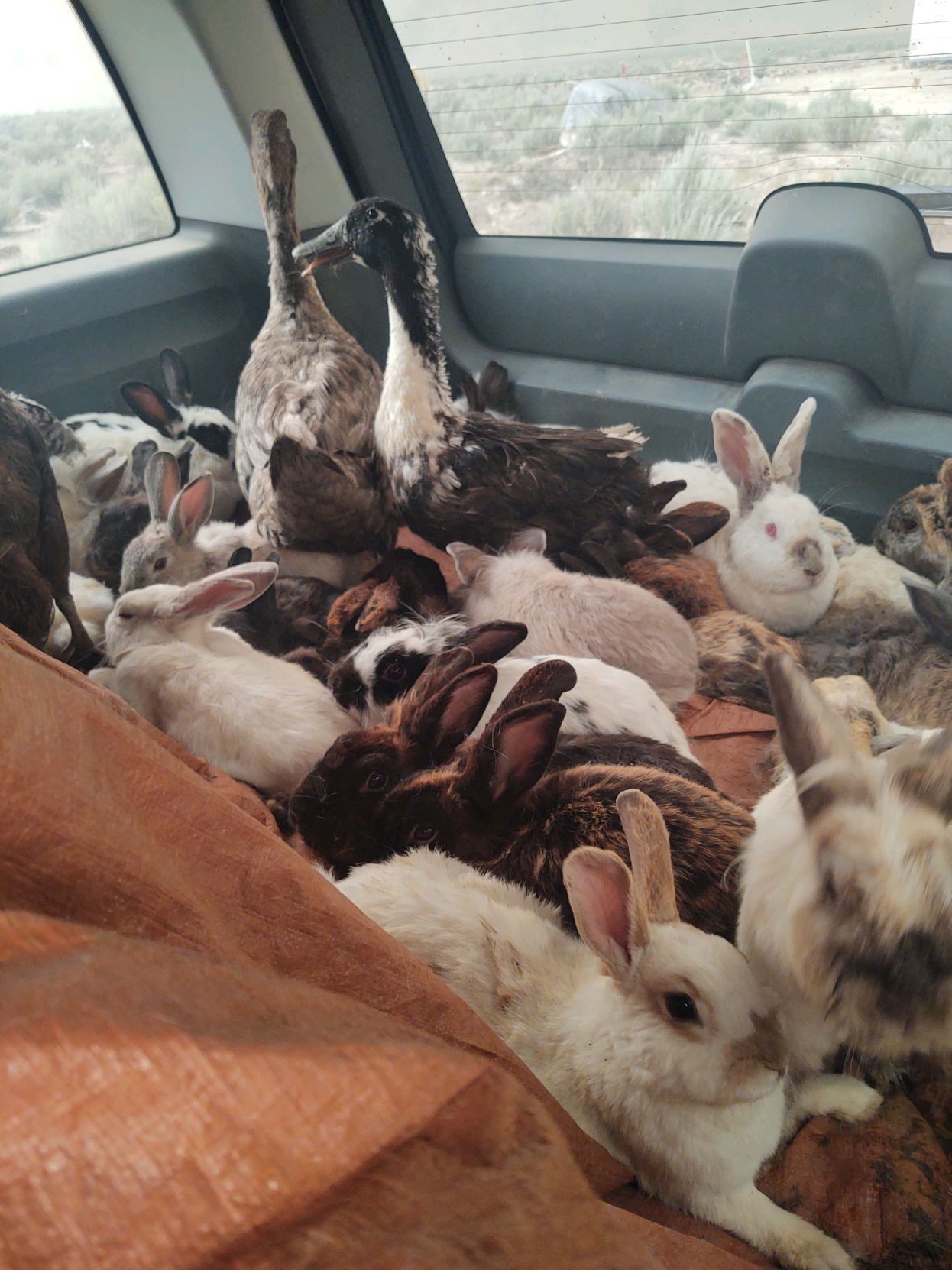 Rabbits and ducks in the trunk